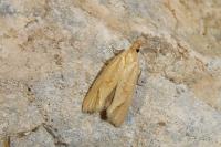 Cochylimorpha meridiana