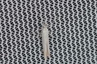 Coleophora