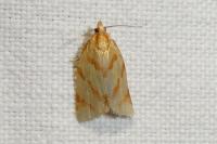 Clepsis pallidana
