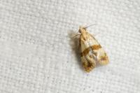 Phalonidia contractana
