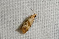 Phalonidia contractana