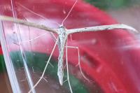 Emmelina monodactyla