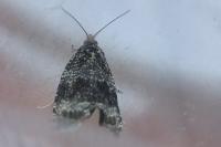 Celypha lacunana