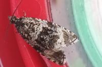 Celypha lacunana