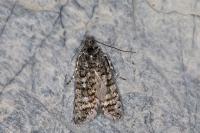 Sphaleroptera occidentana