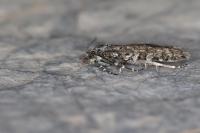 Sphaleroptera occidentana