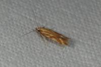 Metzneria aprilella
