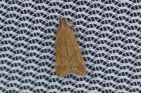 Helcystogramma lutatella