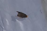 Cephimallota crassiflavella