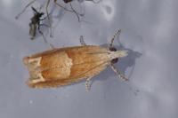 Eucosma conterminana