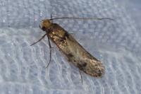 Tinea basifasciella