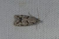 Symmoca signatella