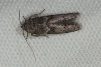 Blastobasis glandulella