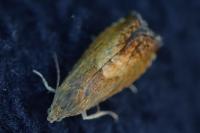 Pammene aurita