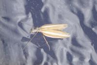 Pleurota aristella