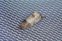 Notocelia roborana
