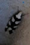 Pseudotelphusa tessella