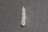 Yponomeuta
