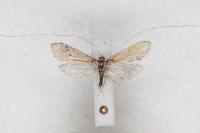 Nematopogon adansoniella