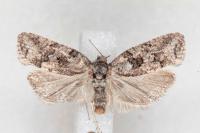Cnephasia cupressivorana