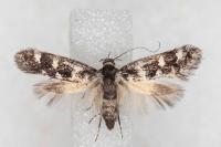 Denisia lutea