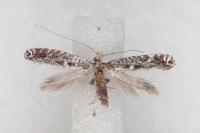 Parornix torquillella