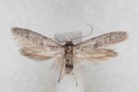 Blastobasis phycidella
