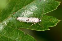 Yponomeuta plumbella