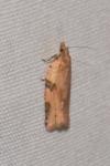Clepsis spectrana