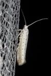 Yponomeuta rorrella