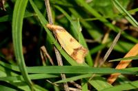 Agapeta zoegana