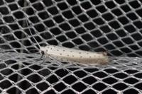 Yponomeuta rorrella
