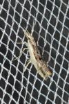 Ypsolopha scabrella