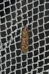 Teleiopsis diffinis