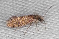 Dyseriocrania subpurpurella