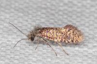 Dyseriocrania subpurpurella