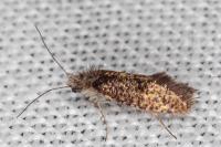 Dyseriocrania subpurpurella