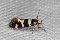 Denisia luctuosella