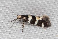 Denisia luctuosella