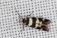 Denisia luctuosella