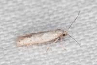 Dysspastus fallax