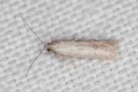 Dysspastus fallax
