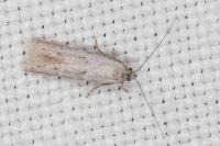 Dysspastus fallax