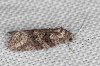 Cnephasia cupressivorana