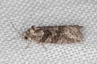 Cnephasia cupressivorana