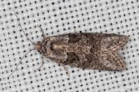Cnephasia cupressivorana