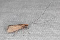 Nematopogon adansoniella