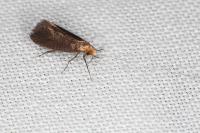 Nematopogon adansoniella