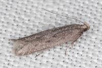 Oxypteryx helotella
