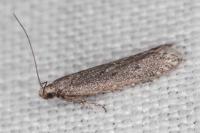 Oxypteryx helotella
